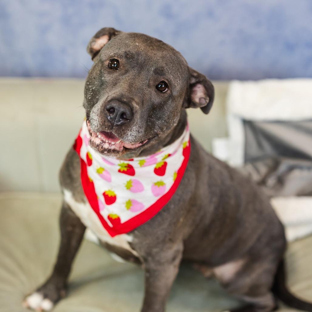 Spring, a Adoptable mixed breed in East Saint Louis, IL image 5/6