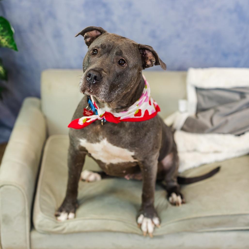 Spring, a Adoptable mixed breed in East Saint Louis, IL image 6/6