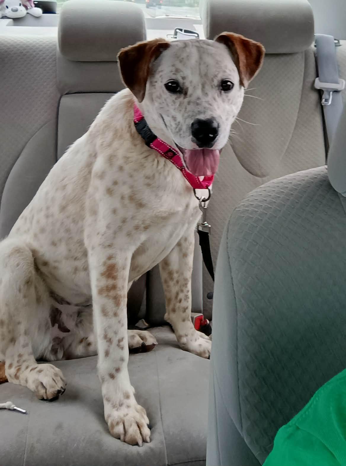 Enlarge Gavin , a ADOPTABLE mixed breed in Liberty, IN image 3/4