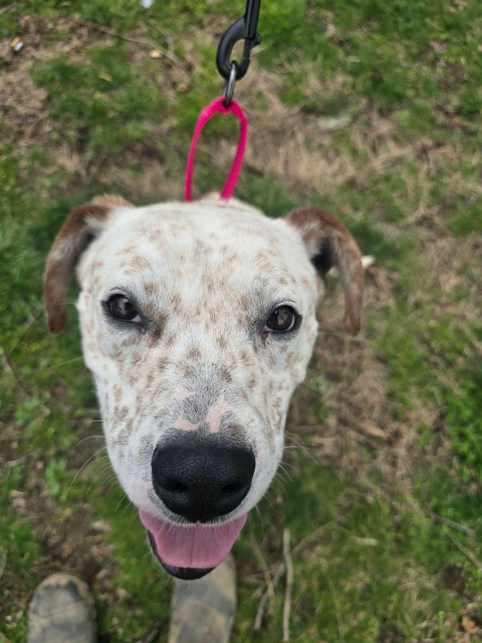 Gavin , ADOPTABLE, Young Male Boxer & Australian Cattle Dog / Blue Heeler.