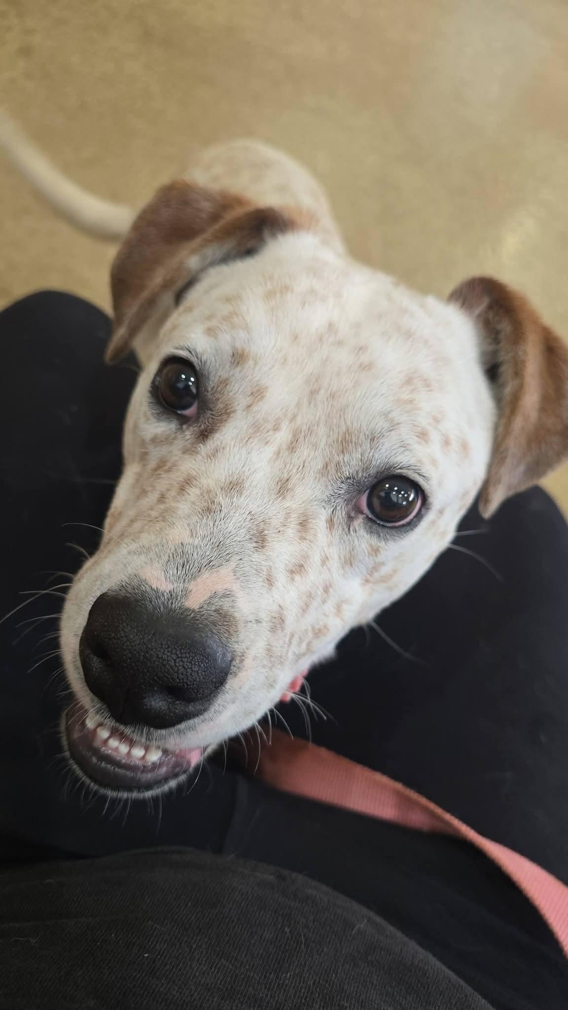 Enlarge Gavin , a ADOPTABLE mixed breed in Liberty, IN image 2/4