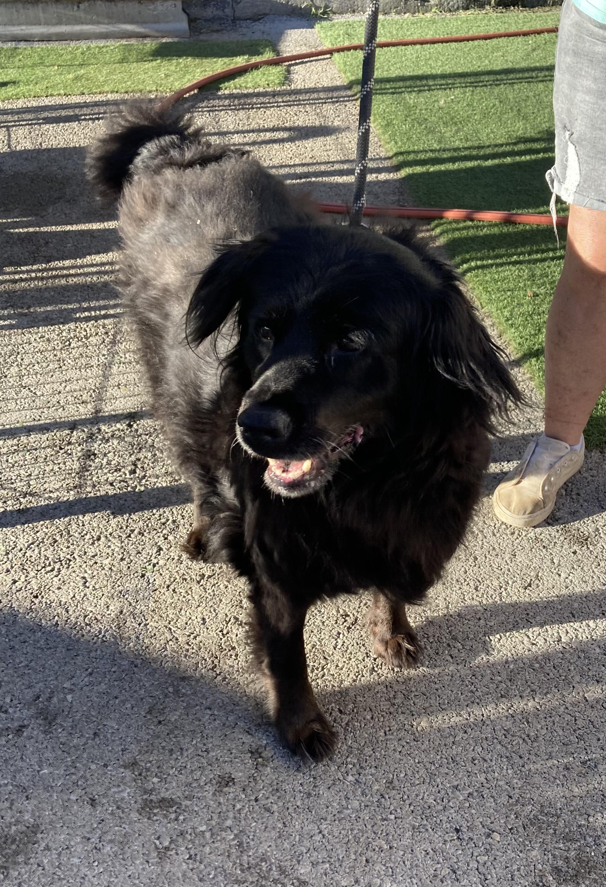 Mama Bear, Adoptable, Adult Female Flat-Coated Retriever.