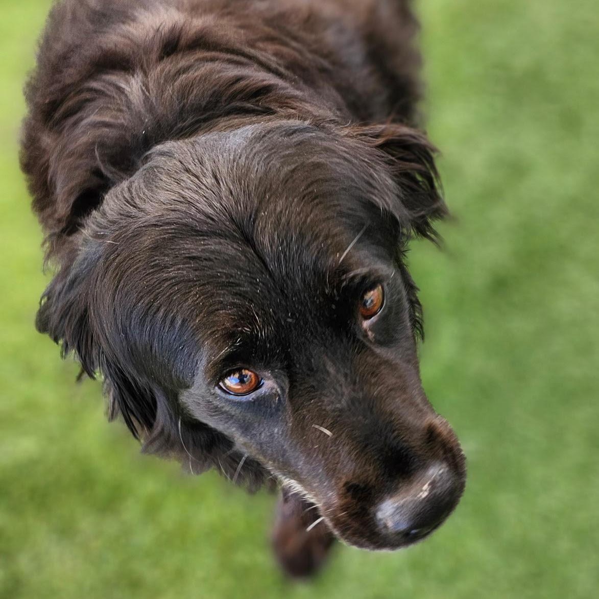 Enlarge Mama Bear, a Adoptable mixed breed in Hopkinsville, KY image 2/5