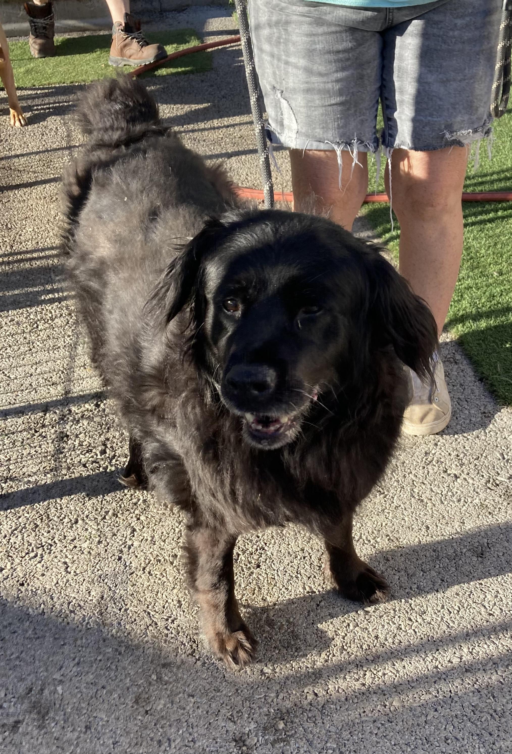 Enlarge Mama Bear, a Adoptable mixed breed in Hopkinsville, KY image 5/5