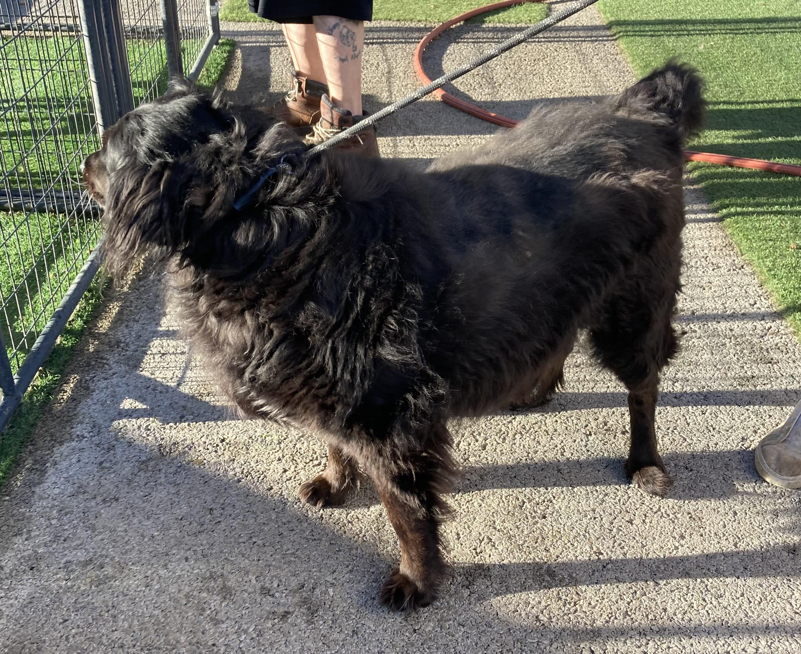 Enlarge Mama Bear, a Adoptable mixed breed in Hopkinsville, KY image 4/5