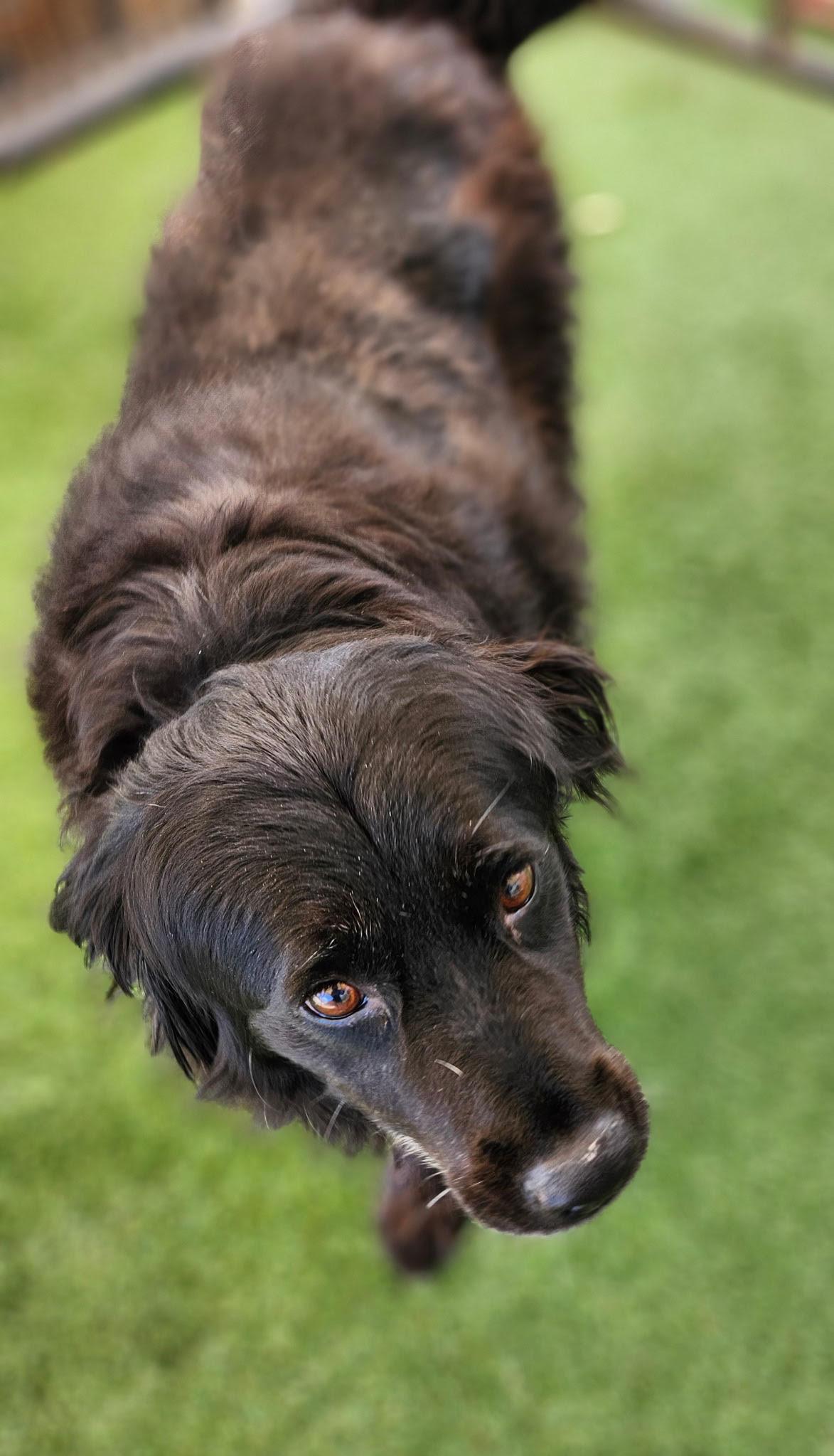 Enlarge Mama Bear, a Adoptable mixed breed in Hopkinsville, KY image 3/5