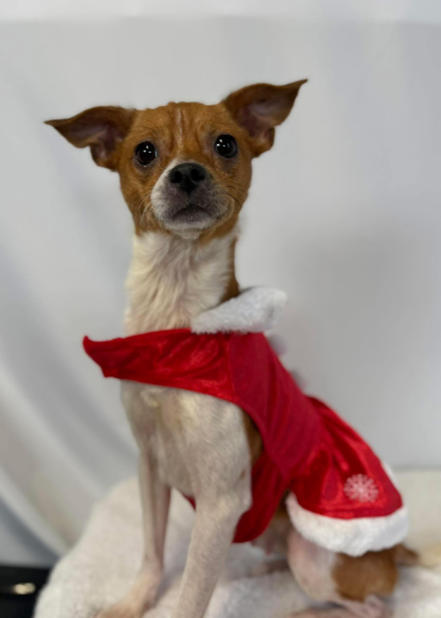 Garlic, adopted, Adult Female Chihuahua.
