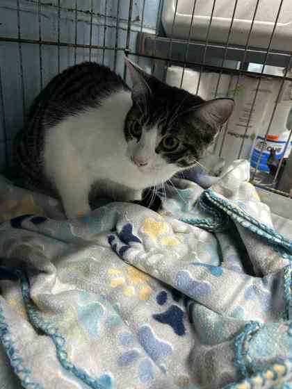 Enlarge Sunday, a Adoptable Domestic Short Hair in Bartlesville, OK image 1/1