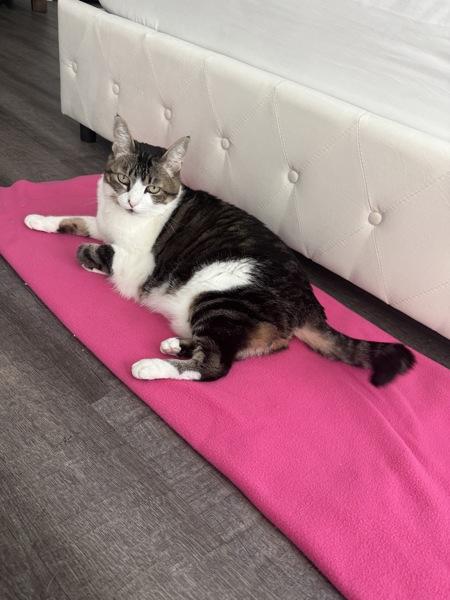 Nala, Adoptable, Senior Female Domestic Long Hair.