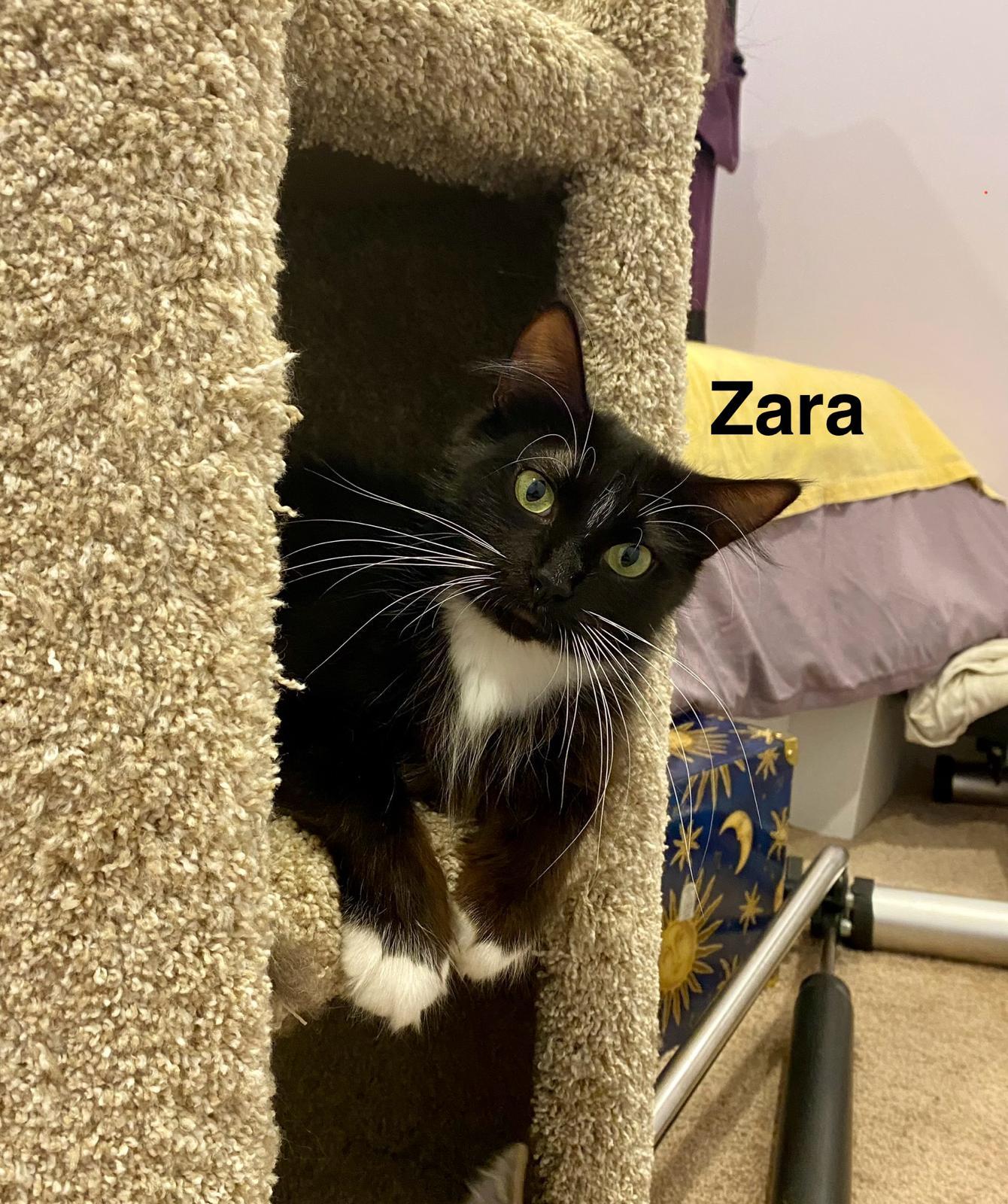 Enlarge Zara, a Adopted mixed breed in Redwood City, CA image 4/4