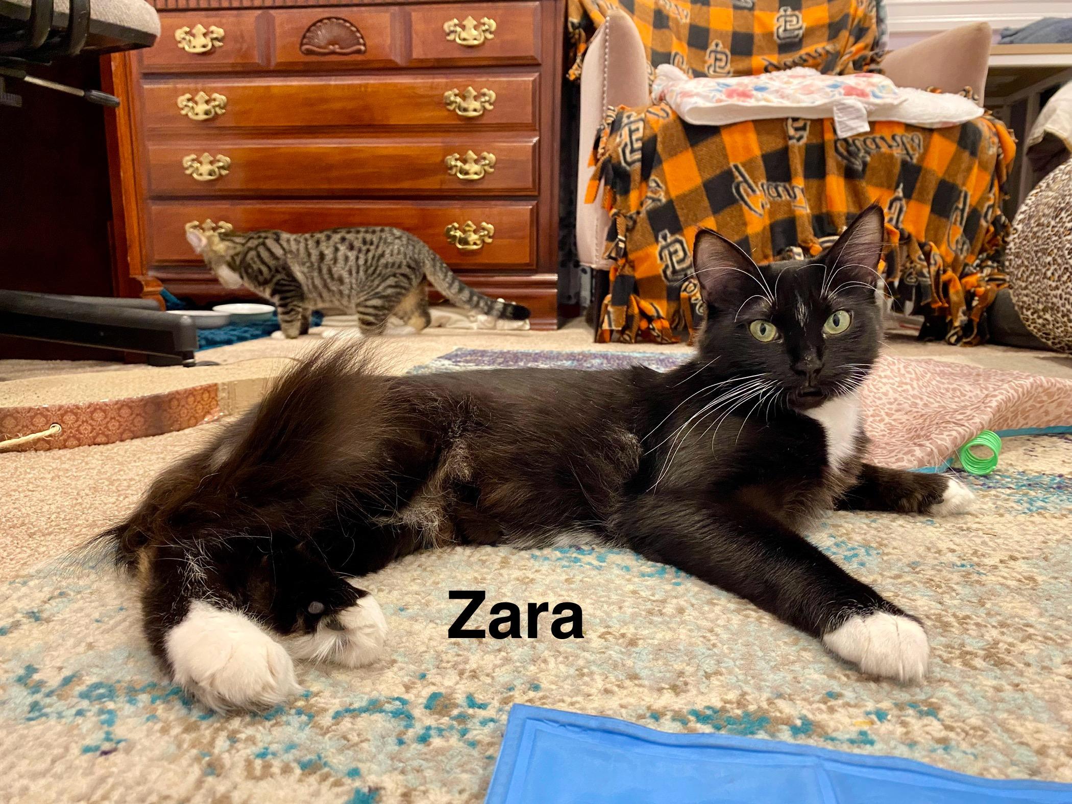 Enlarge Zara, a Adopted mixed breed in Redwood City, CA image 1/4