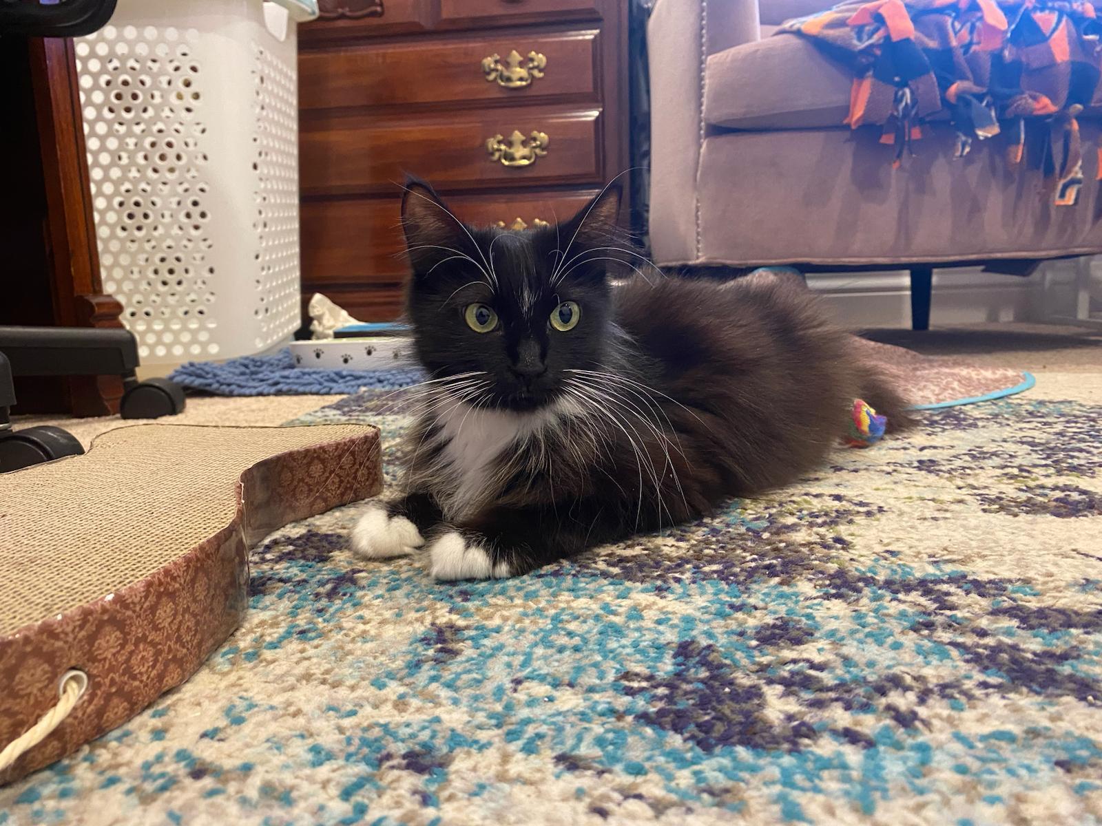 Enlarge Zara, a Adopted mixed breed in Redwood City, CA image 3/4