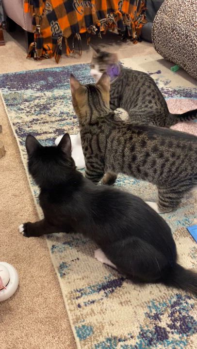 Enlarge Zara, a Adopted mixed breed in Redwood City, CA video 2/4