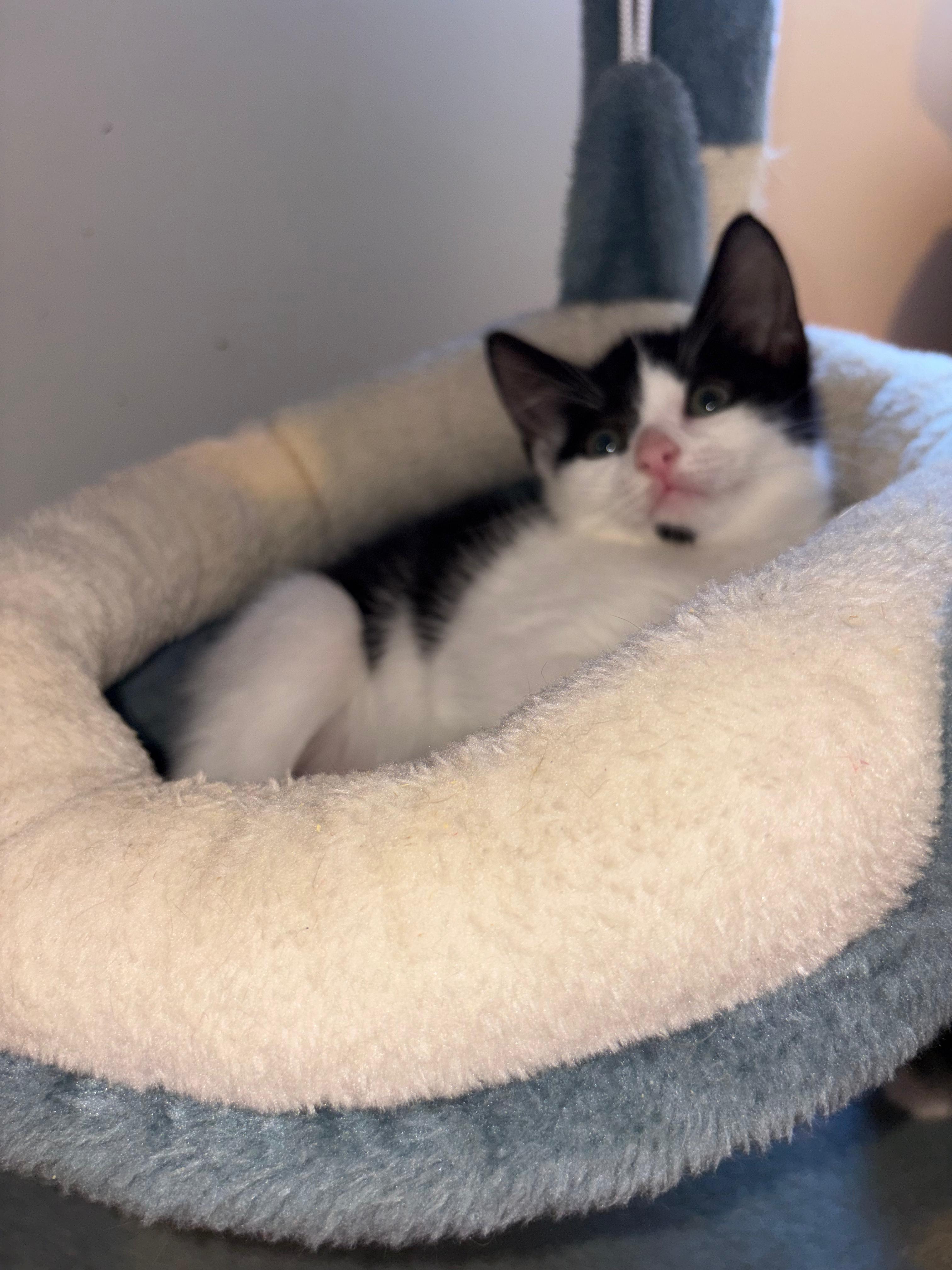 Enlarge Pops, an adopted Domestic Short Hair in Lauderhill, FL image 2/2