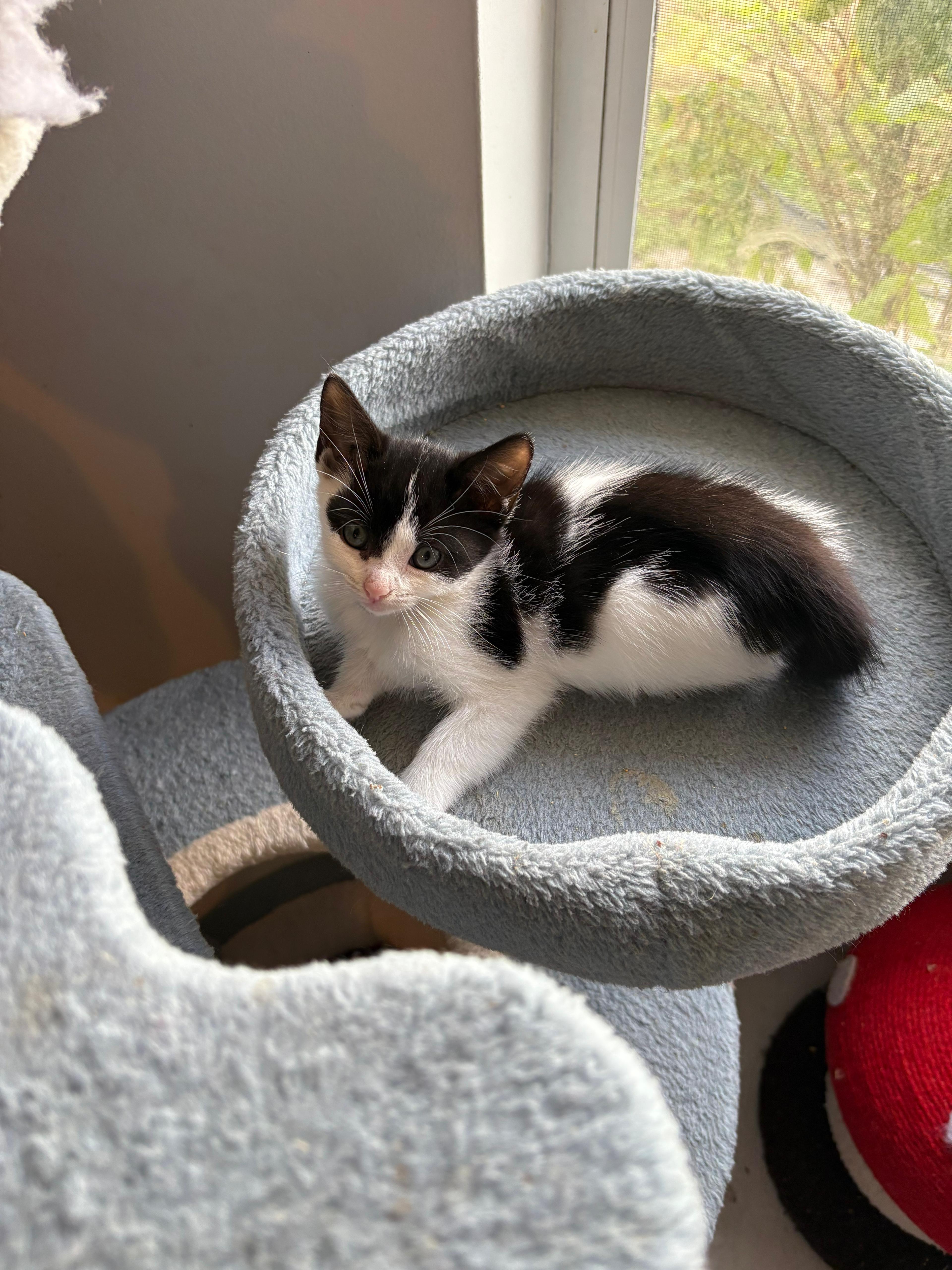 Pops, adopted, Kitten Male Domestic Short Hair.