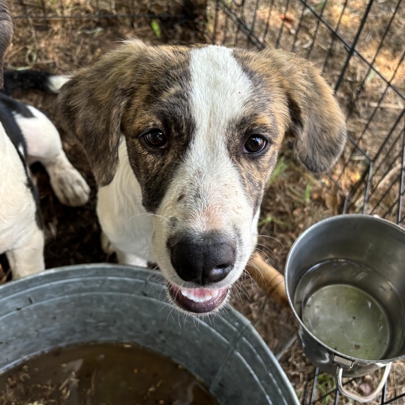 Dog for adoption Minnie Mouse, a Hound Mix in New York, NY Petfinder