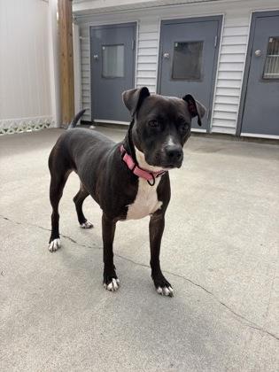 Clover, Adoptable, Young Female Labrador Retriever & Mixed Breed.
