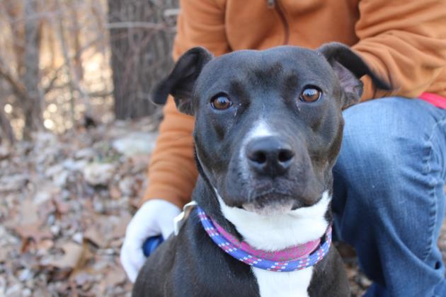 Clover, Adoptable, Young Female Labrador Retriever & Mixed Breed.