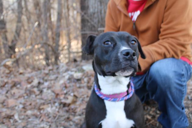 Enlarge Clover, a Adoptable mixed breed in East Brookfield, MA image 2/3