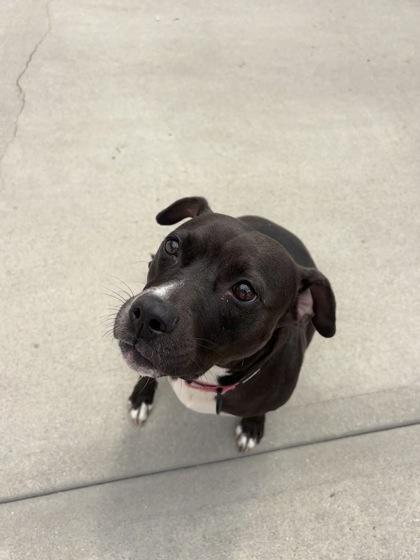 Enlarge Clover, a Adoptable mixed breed in East Brookfield, MA image 2/3