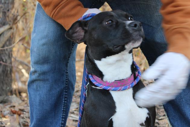 Enlarge Clover, a Adoptable mixed breed in East Brookfield, MA image 3/3