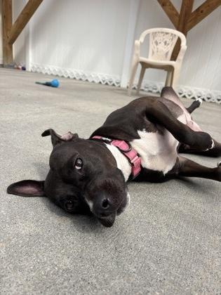 Enlarge Clover, a Adoptable mixed breed in East Brookfield, MA image 3/3