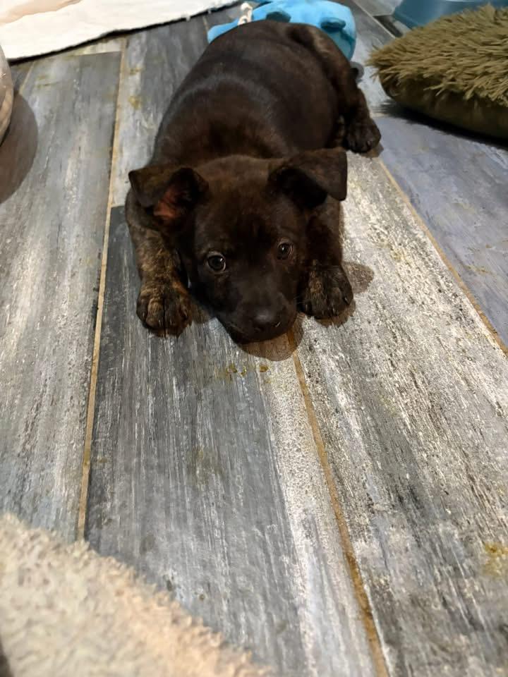 Sprinkles, Adopted, Puppy Female Terrier.