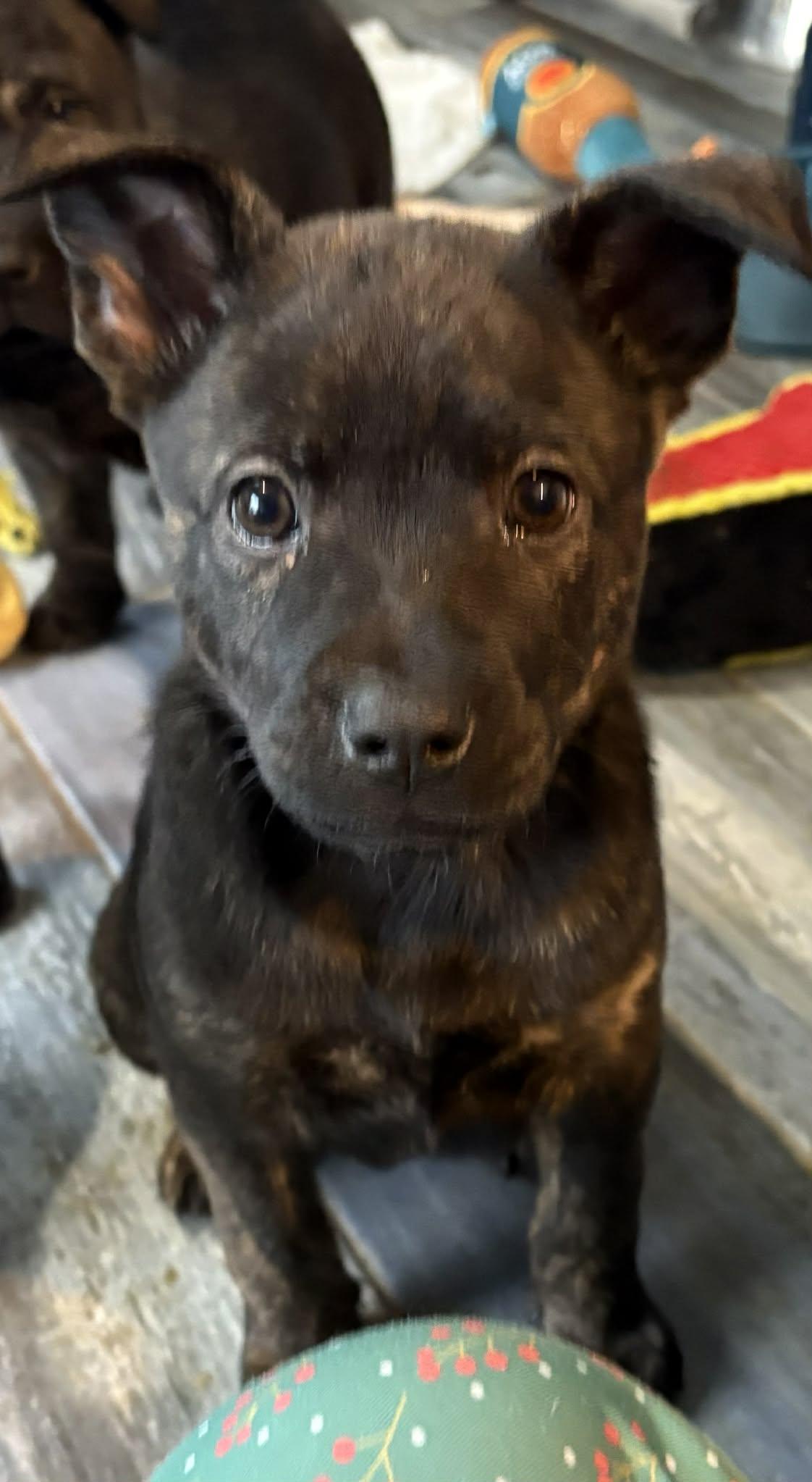 Enlarge Sprinkles, a Adopted mixed breed in Berlin, NJ image 2/2