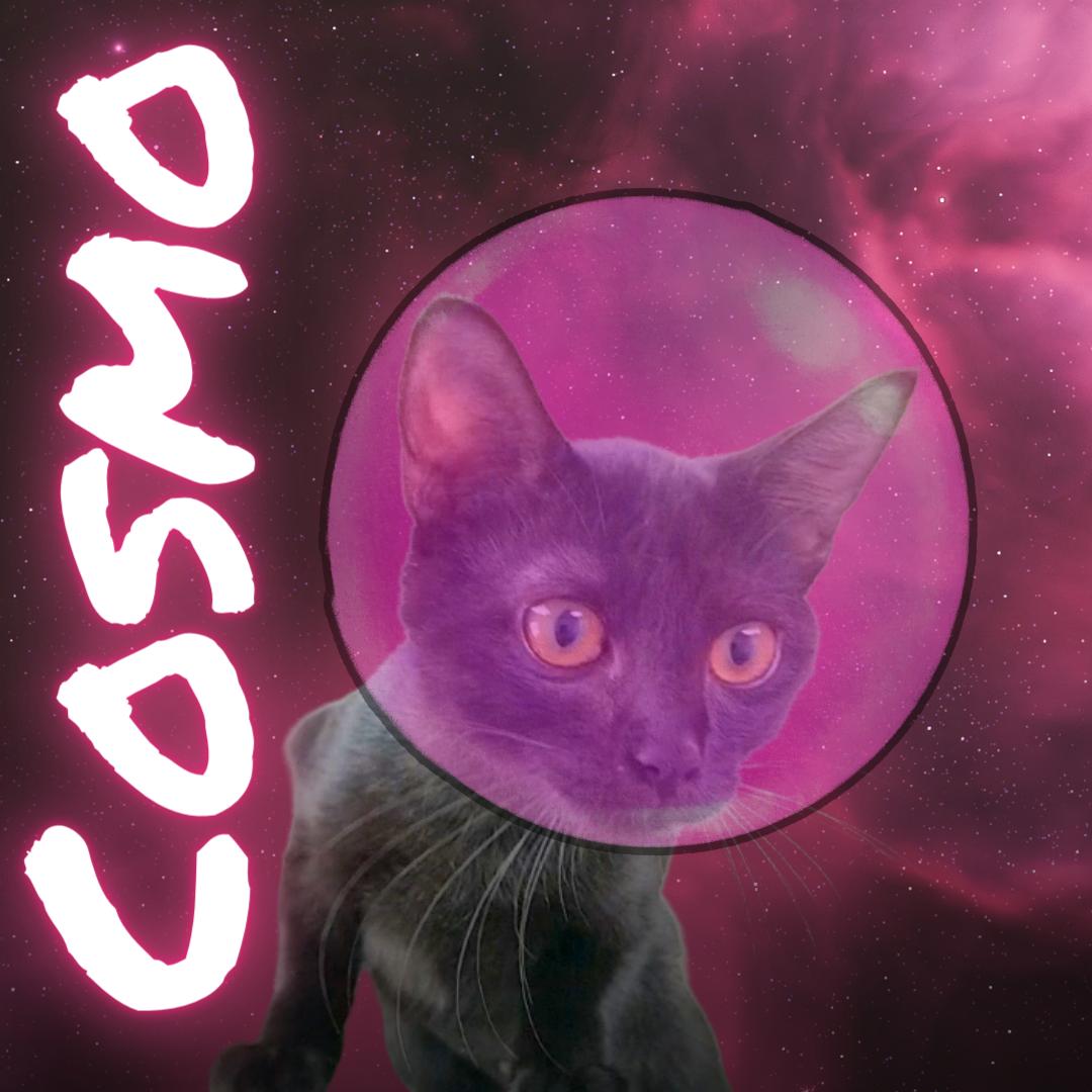 Cosmo, Young Female Domestic Short Hair