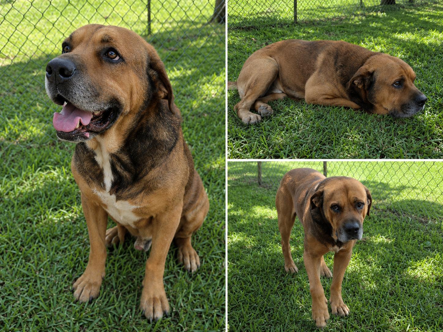 Enlarge Zeus, a Adoptable mixed breed in Newark, NJ image 1/1
