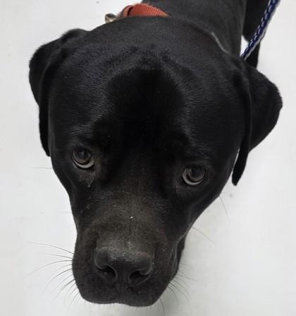 Enlarge Bagheera, a Adoptable mixed breed in Savannah, GA image 1/2
