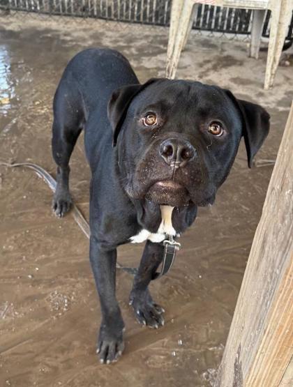 Enlarge Bagheera, a Adoptable mixed breed in Savannah, GA image 2/2