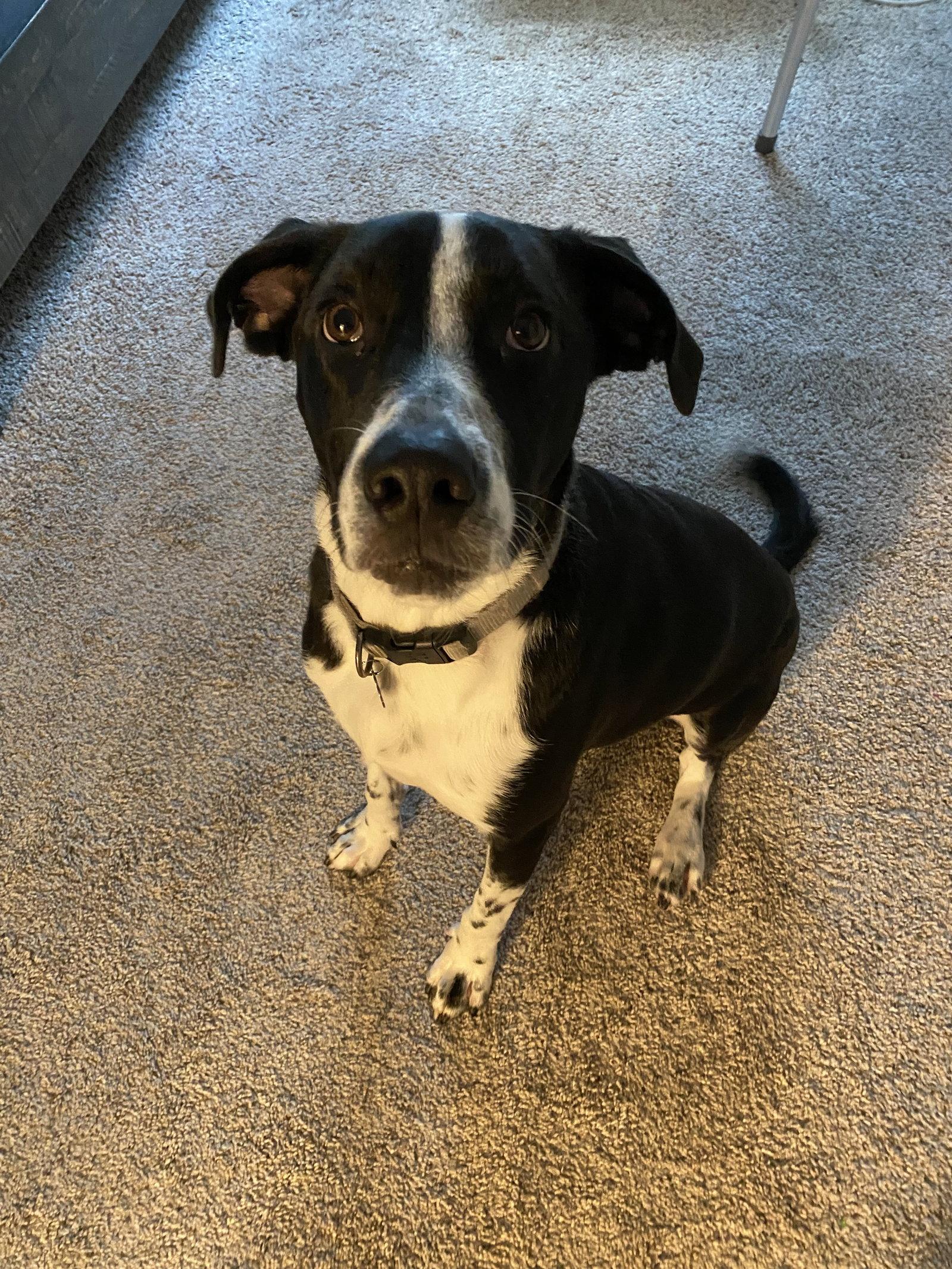 Enlarge Neptune, a Adoptable mixed breed in Rosenberg, TX image 1/3