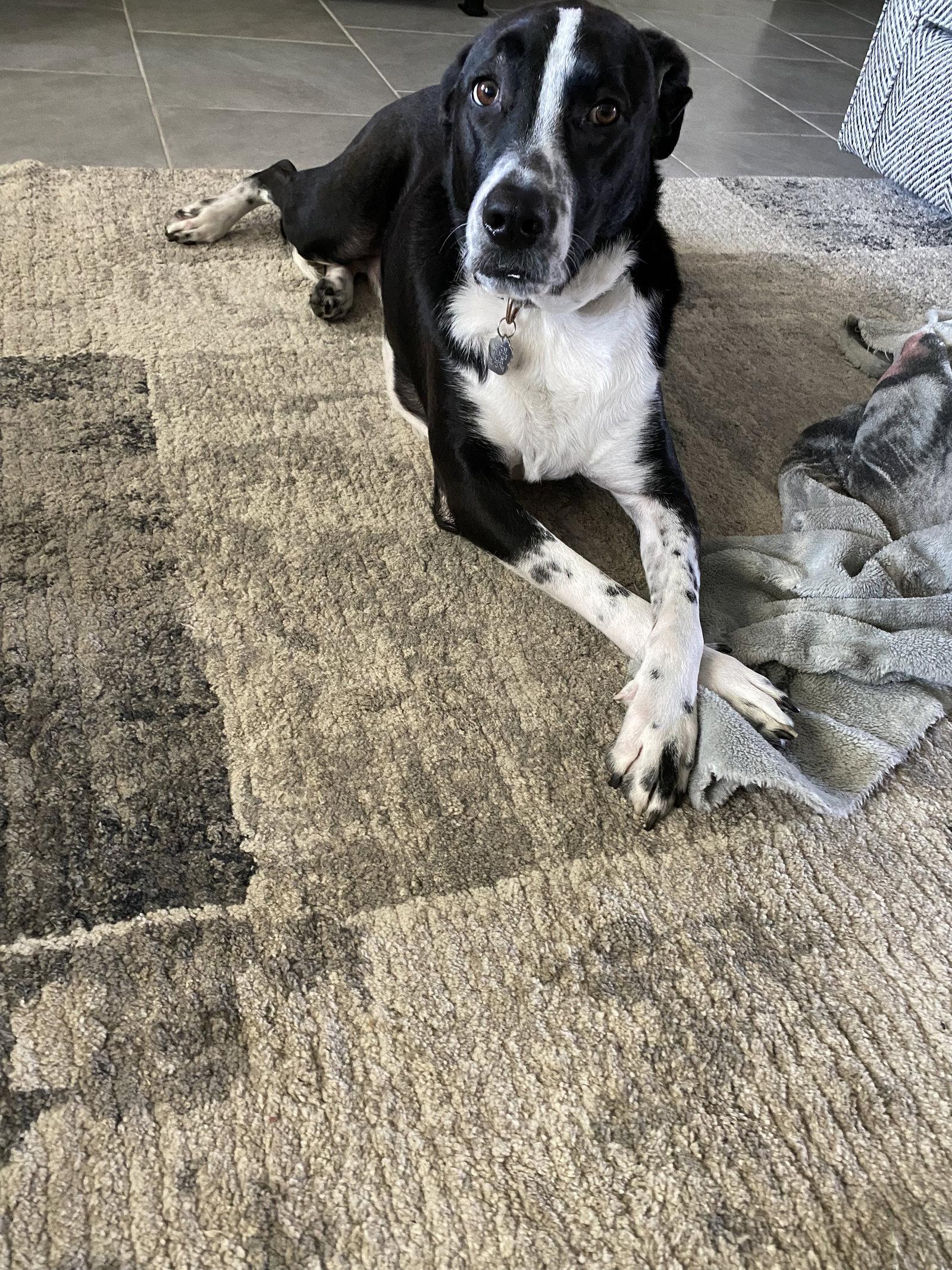 Enlarge Neptune, a Adoptable mixed breed in Rosenberg, TX image 2/3