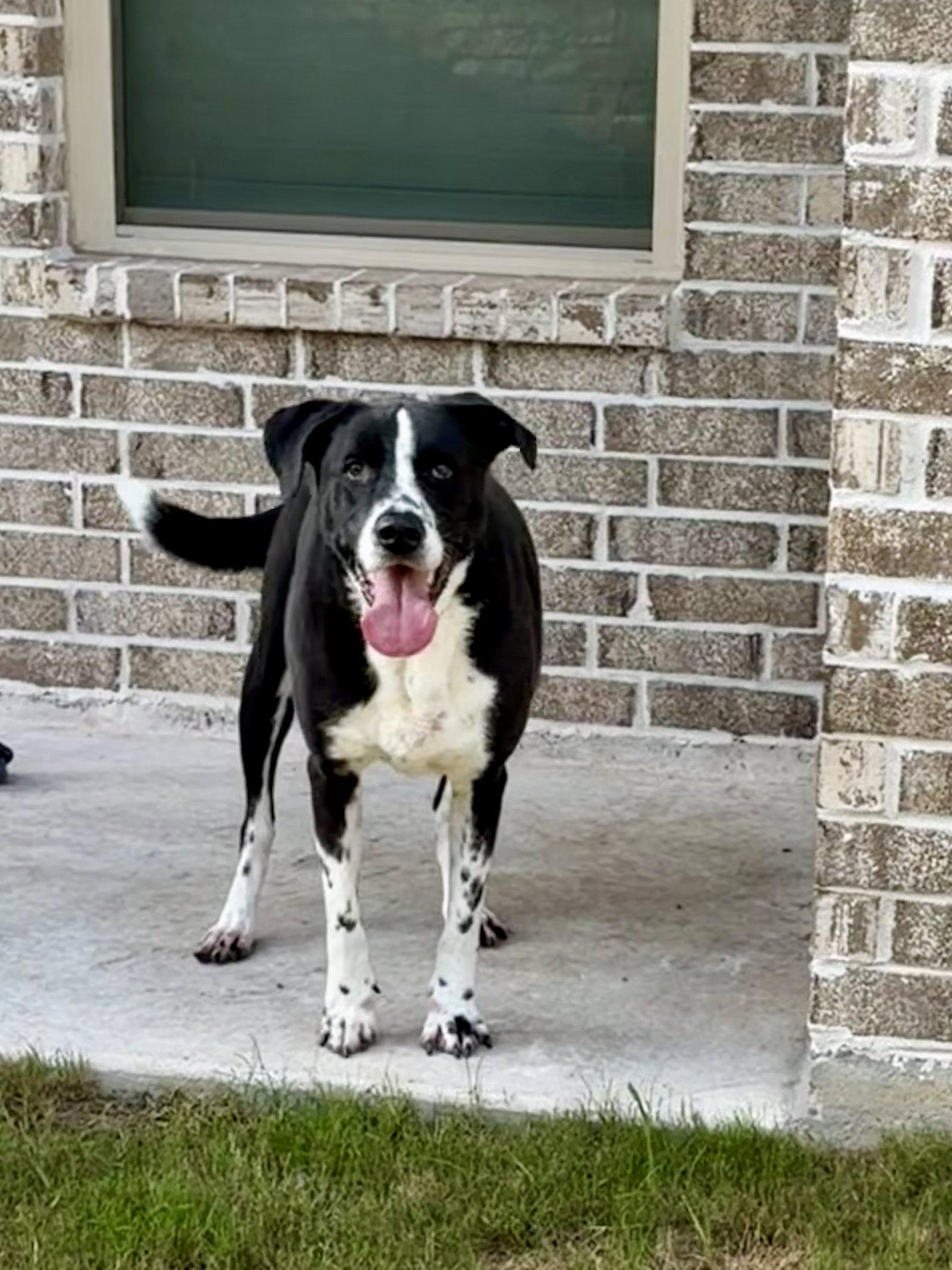 Neptune, a Adoptable mixed breed in Rosenberg, TX image 1/3