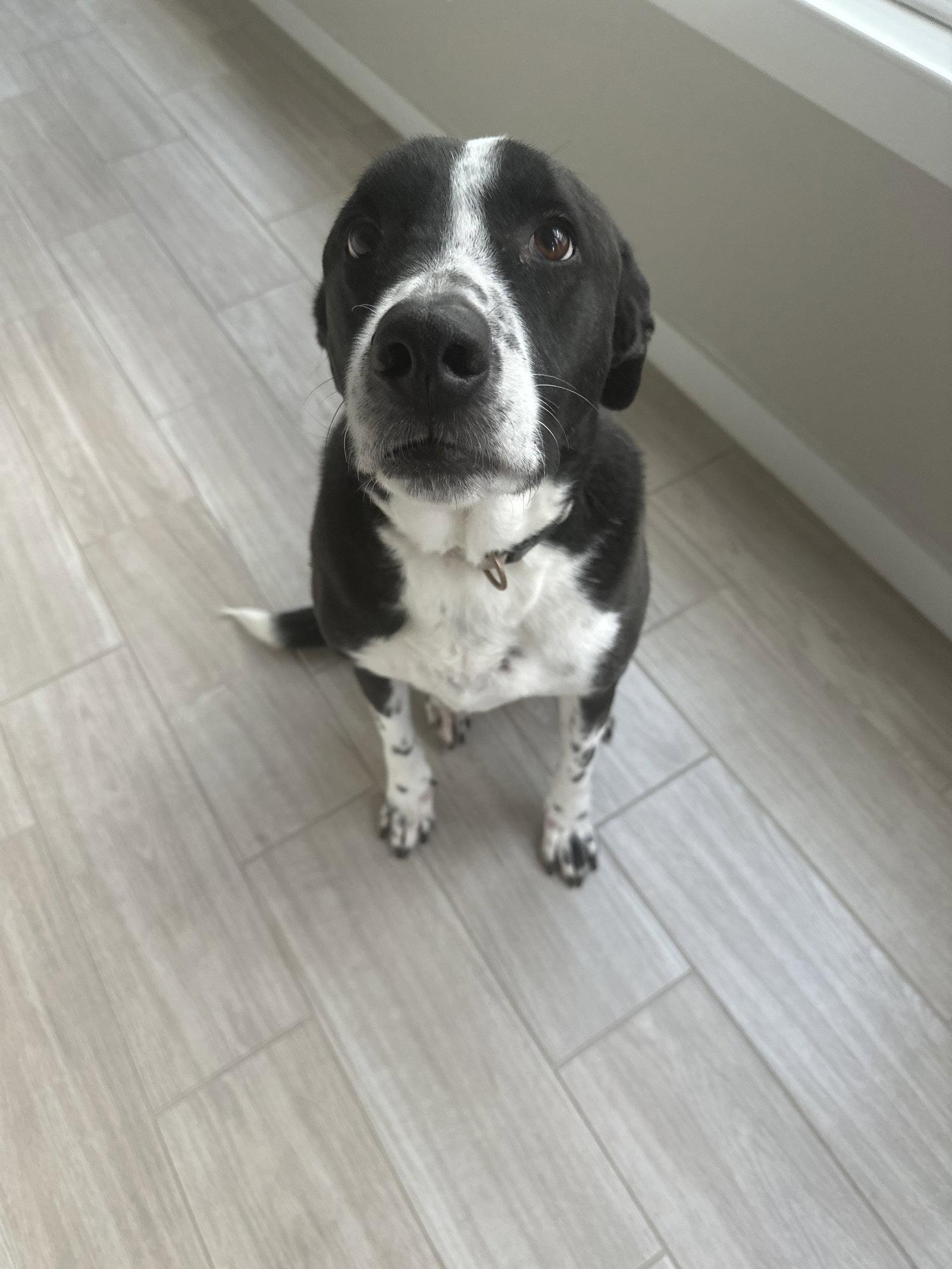 Enlarge Neptune, a Adoptable mixed breed in Rosenberg, TX image 3/3