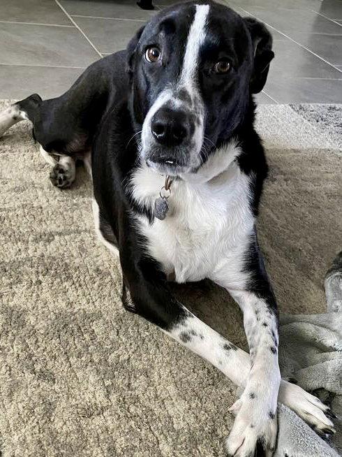 Neptune, a Adoptable mixed breed in Rosenberg, TX image 2/3