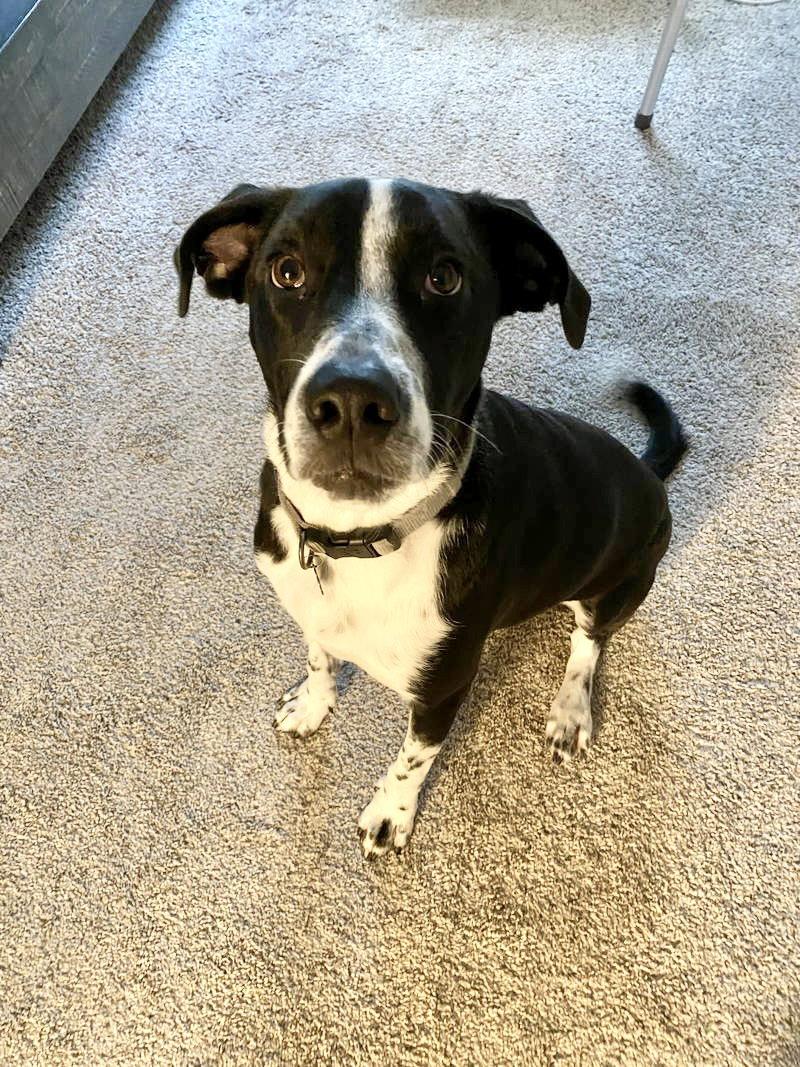 Neptune, a Adoptable mixed breed in Rosenberg, TX image 3/3