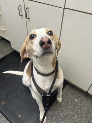 Enlarge Vince Gill, a Adoptable mixed breed in Norfolk, VA image 1/1