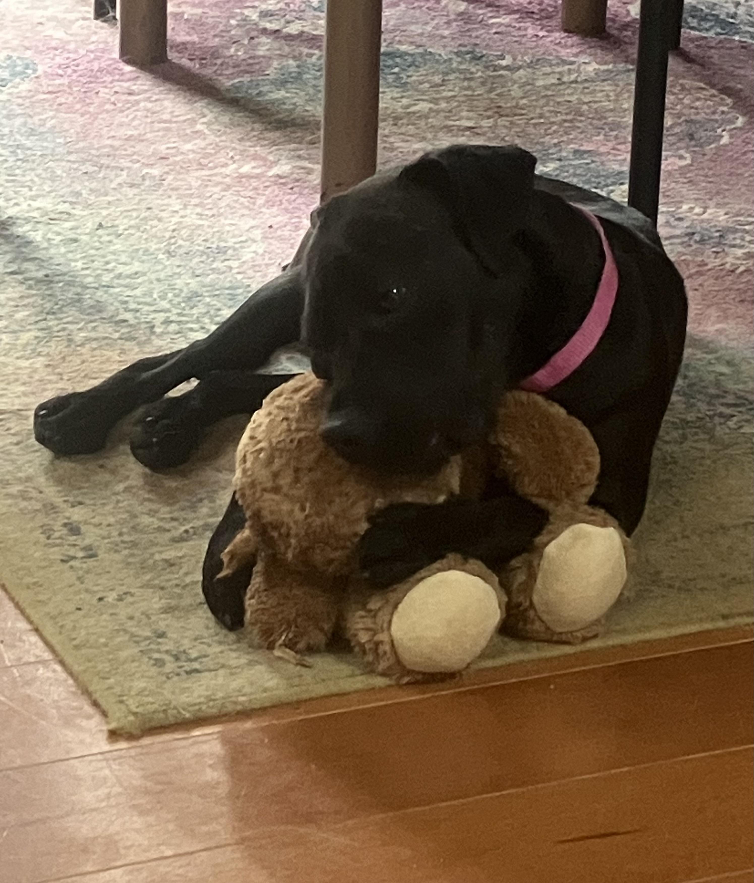 Enlarge Snooki - COURTESY POST, a Adoptable mixed breed in Clyde, NC image 2/5