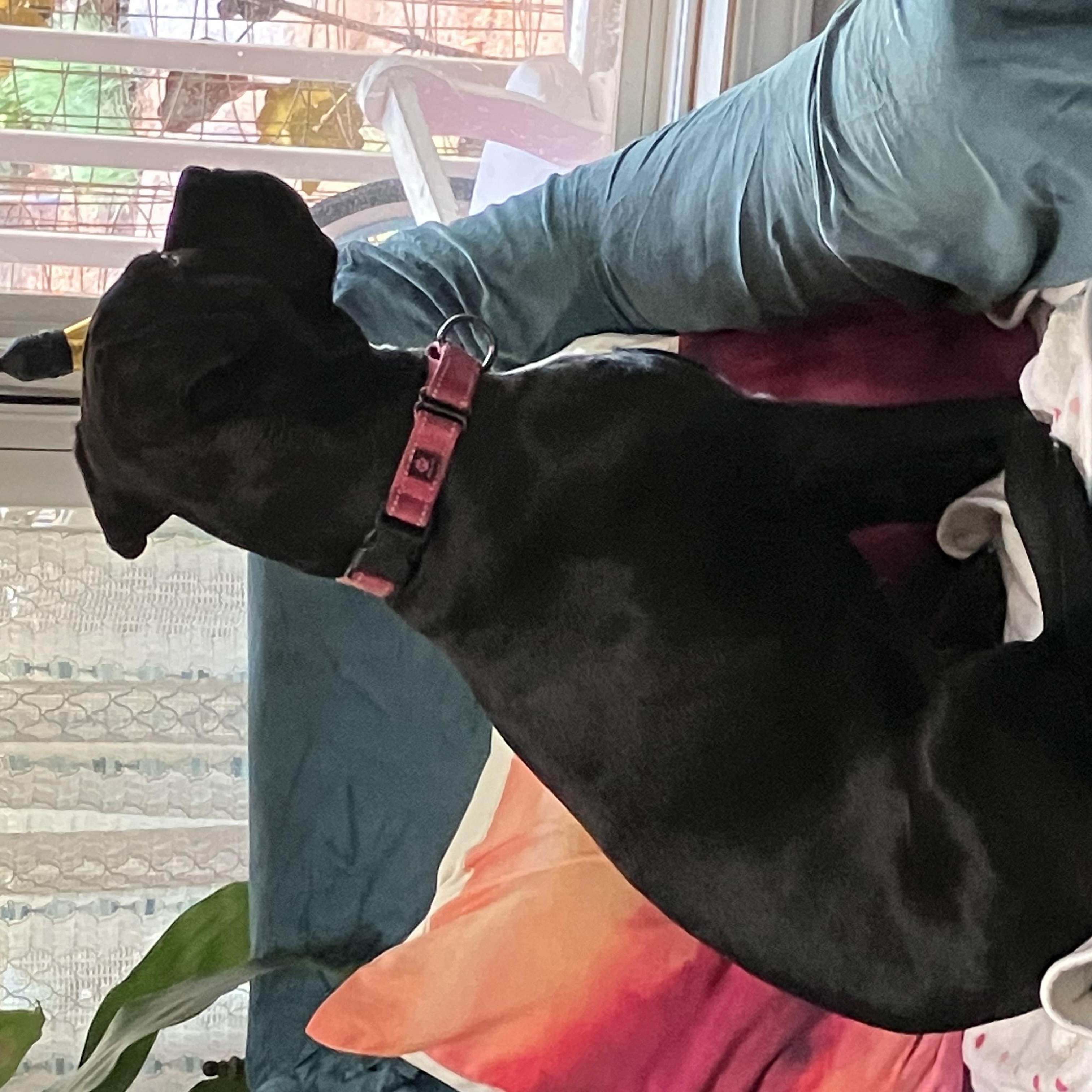 Enlarge Snooki - COURTESY POST, a Adoptable mixed breed in Clyde, NC image 4/5
