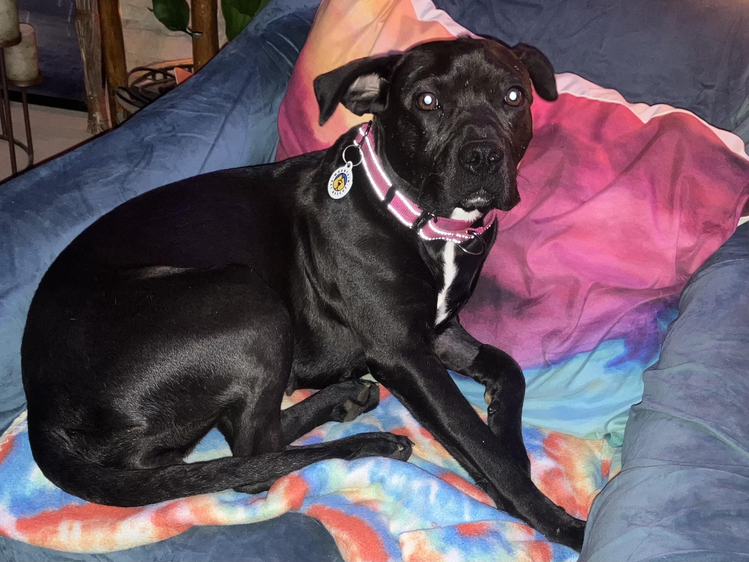 Enlarge Snooki - COURTESY POST, a Adoptable mixed breed in Clyde, NC image 5/5