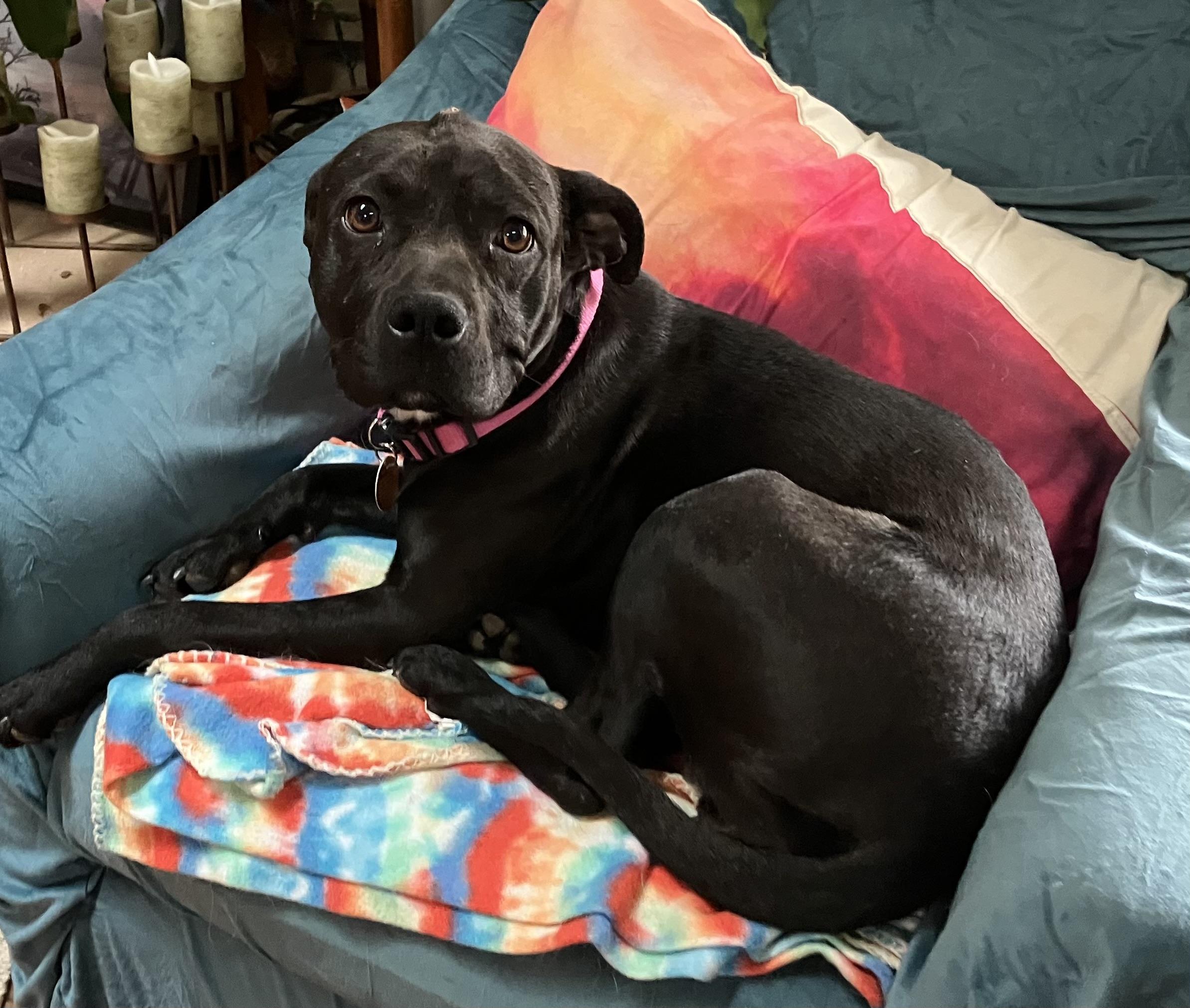 Enlarge Snooki - COURTESY POST, a Adoptable mixed breed in Clyde, NC image 3/5