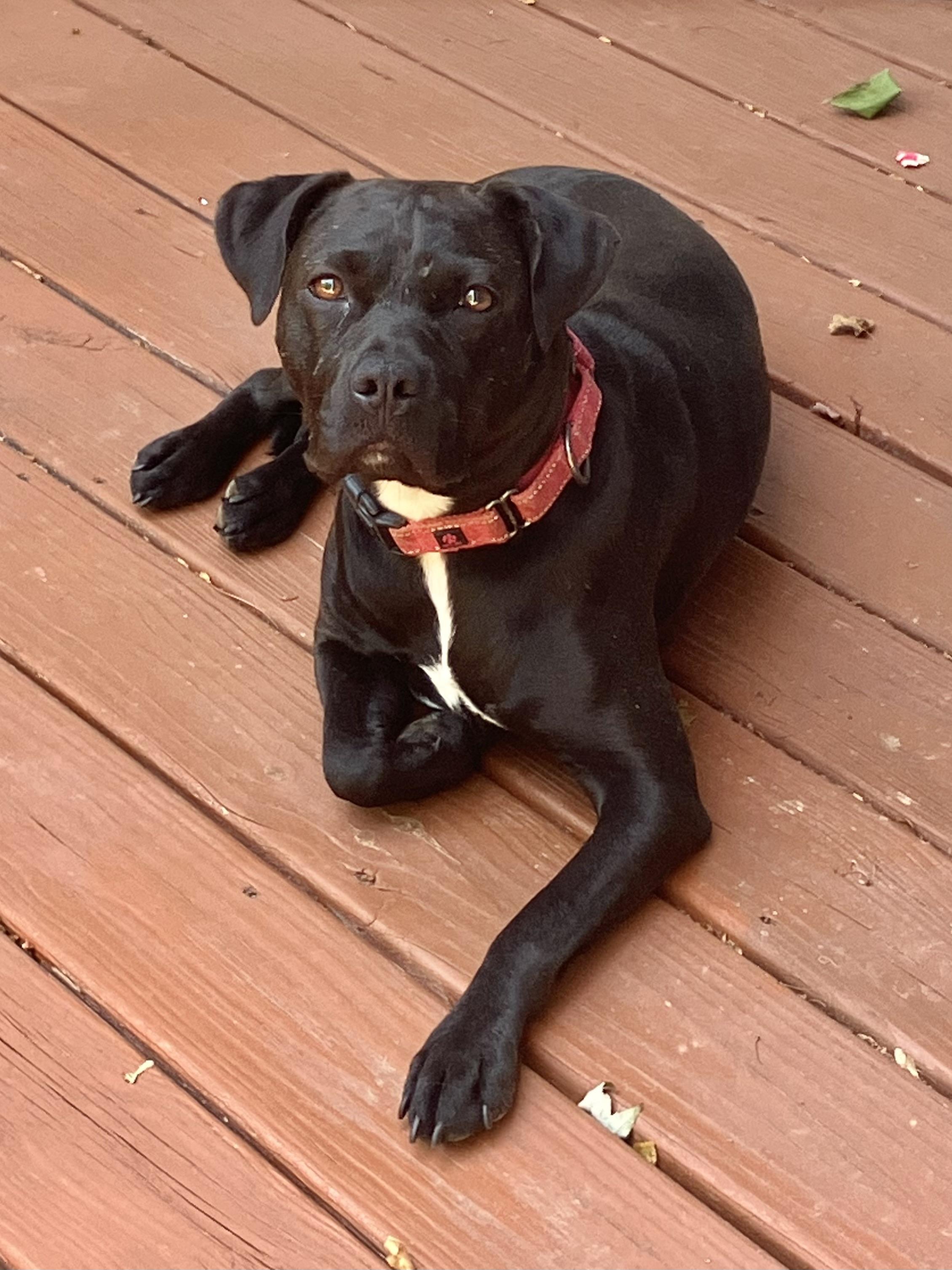 Snooki - COURTESY POST, Adoptable, Adult Female Pit Bull Terrier & Mixed Breed.