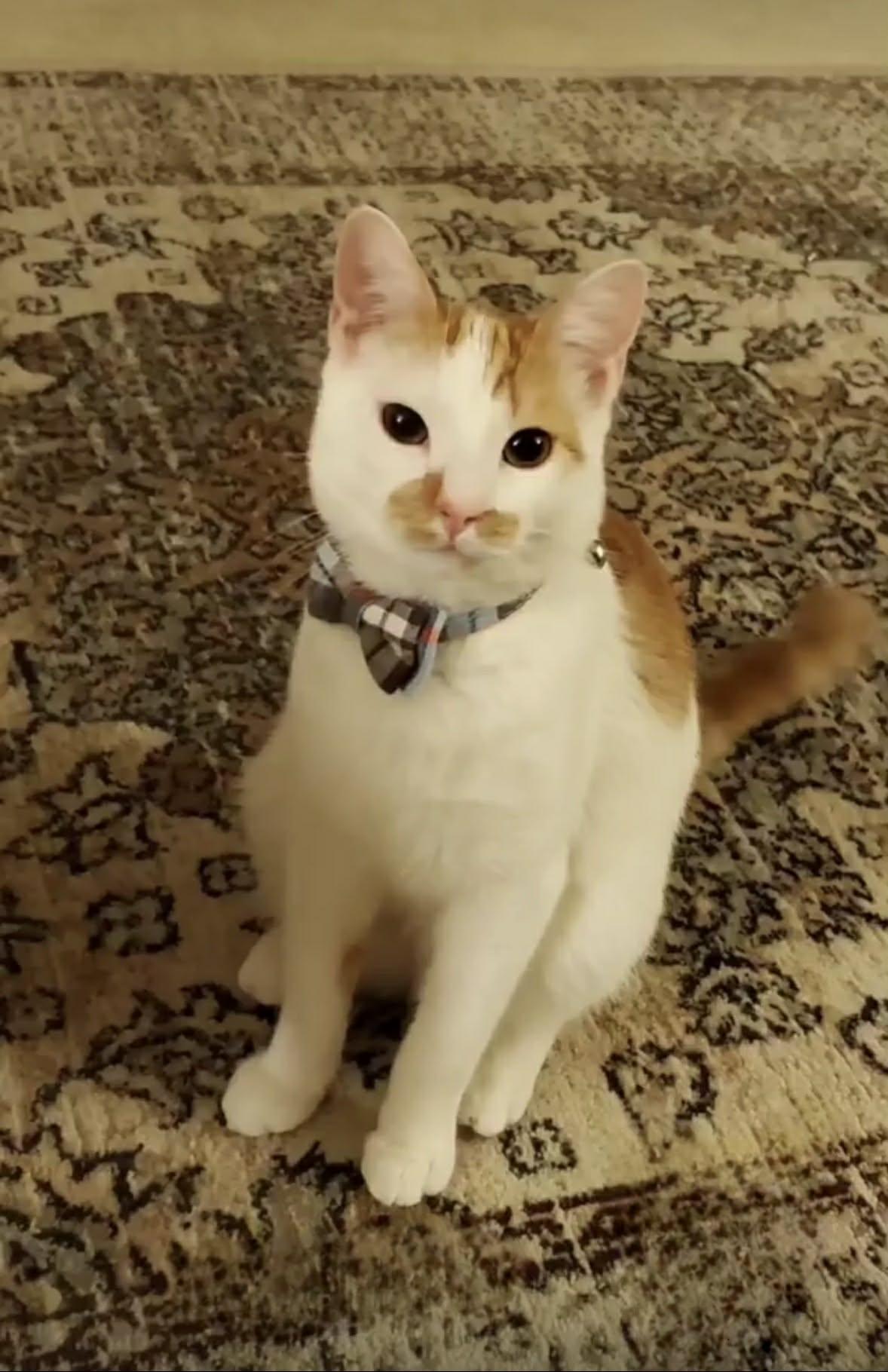 Enlarge Tigger 2, a ADOPTABLE Domestic Short Hair in BURNABY, BC image 1/1