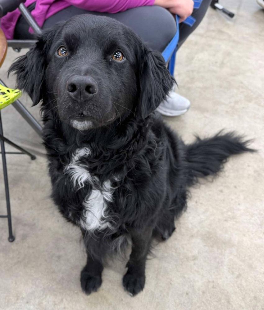 Enlarge Abe, a Adoptable Flat-Coated Retriever in Elkhart , IN image 2/5