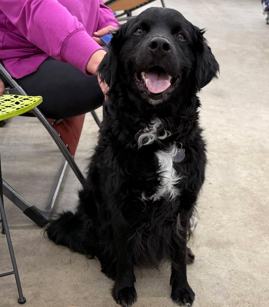 Enlarge Abe, a Adoptable Flat-Coated Retriever in Elkhart , IN image 3/5