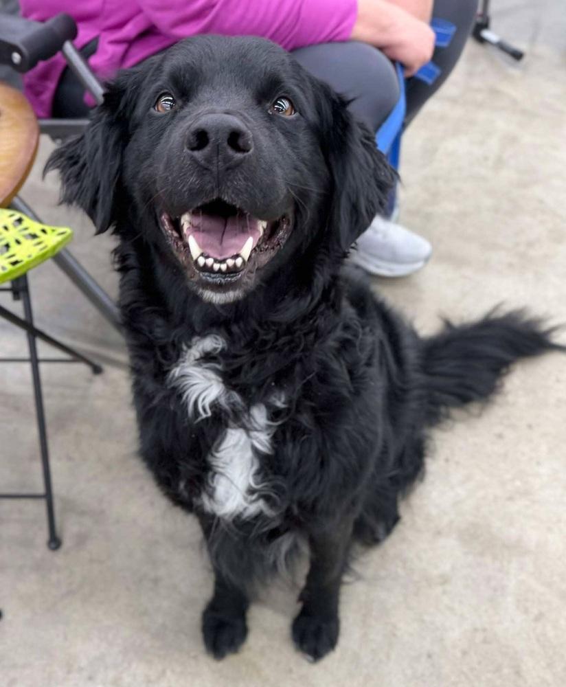Enlarge Abe, a Adoptable Flat-Coated Retriever in Elkhart , IN image 4/5