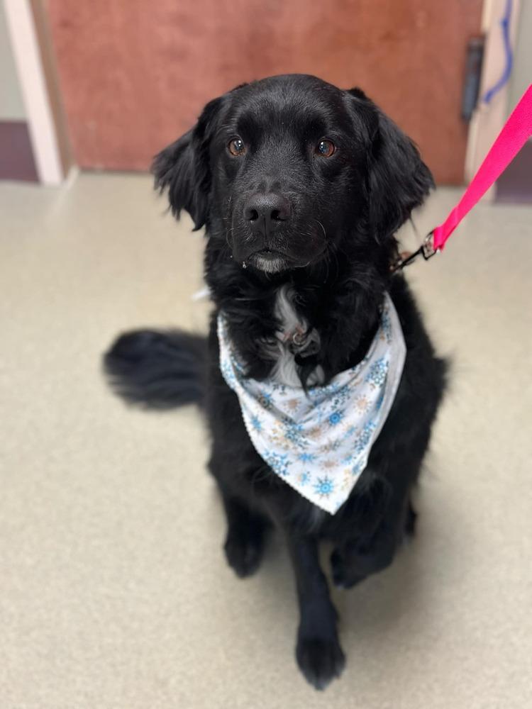 Enlarge Abe, a Adoptable Flat-Coated Retriever in Elkhart , IN image 5/5