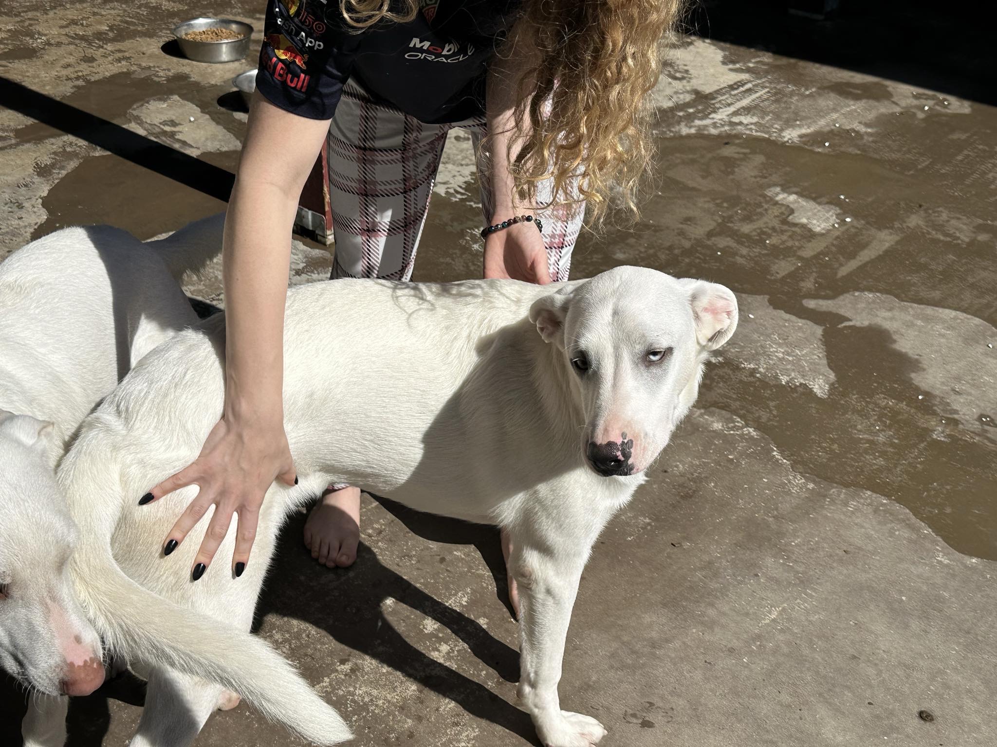 Smitty, Young Male Great Pyrenees